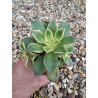 Aeonium haworthii 'kiwi'