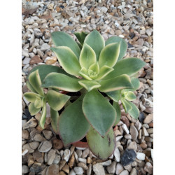 Aeonium haworthii 'kiwi'