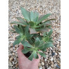 Aeonium leucoblepharum
