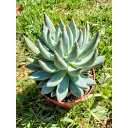 Echeveria hookeri