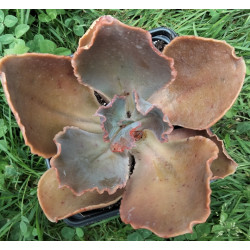 Echeveria gibbiflora 'gray...