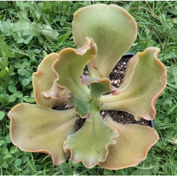 Echeveria gibbiflora hybrid p59