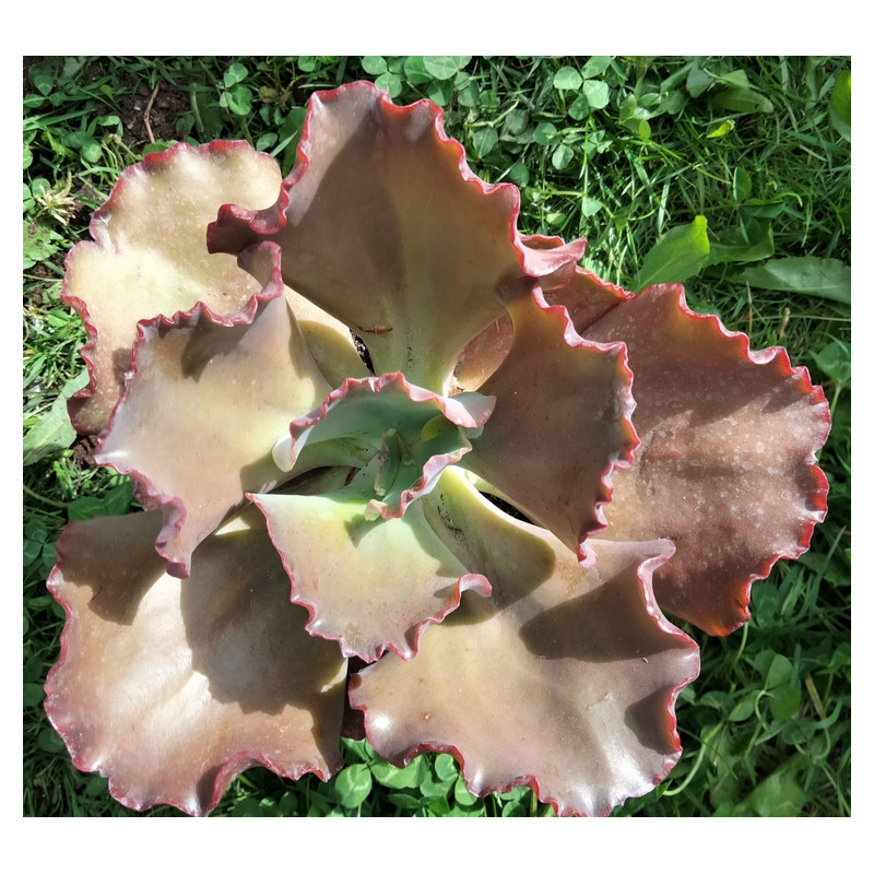 Echeveria gibbiflora hybrid 19