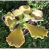 Echeveria gibbiflora hybrid