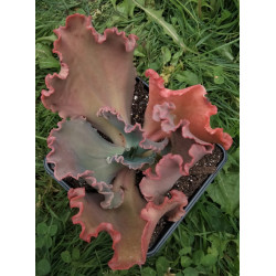 Echeveria gibbiflora hybrid...