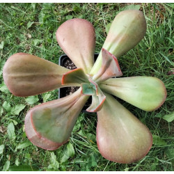 Echeveria gibbiflora hybrid