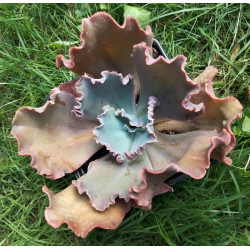 Echeveria gibbiflora hybrid...