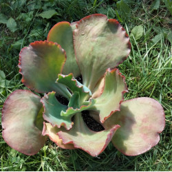 Echeveria gibbiflora hybrid...