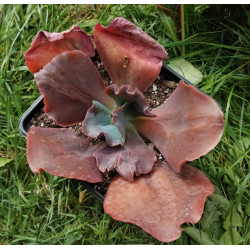 Echeveria gibbiflora...