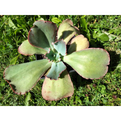 Echeveria gibbiflora hybrid...