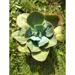 Echeveria gibbiflora 'green dragon scale'