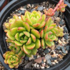 Sedeveria letizia