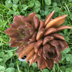 Echeveria black prince