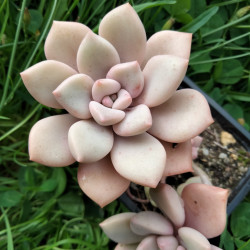 Graptoveria pink rosa...