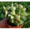 Adromiscus ssp