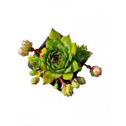 Sempervivum tectorum